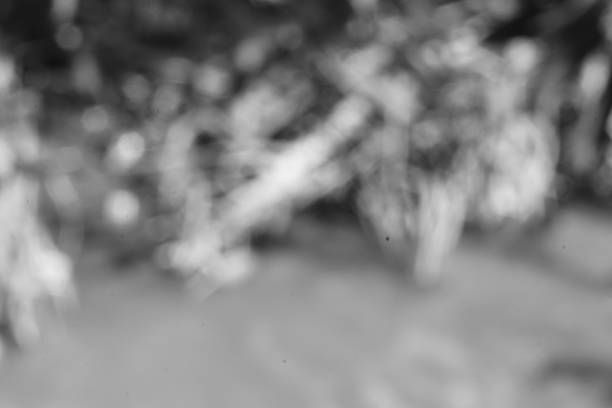 An abstract monochrome vision, showcasing a blurred forest background in grey tones, creating a dreamy and ethereal ambiance.