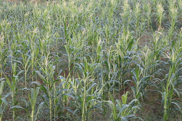 corn field, on the mountain in indonesia