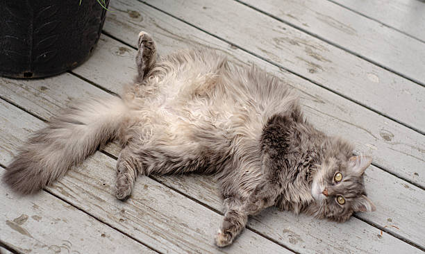 istock Fluffy Grey Cat Relaxing on Wooden Deck Outdoors 2223291354