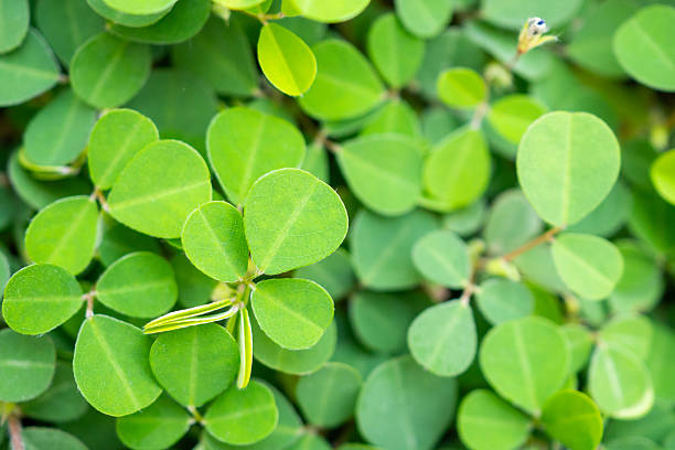istock Natural green leaves plants texture background 2223292502