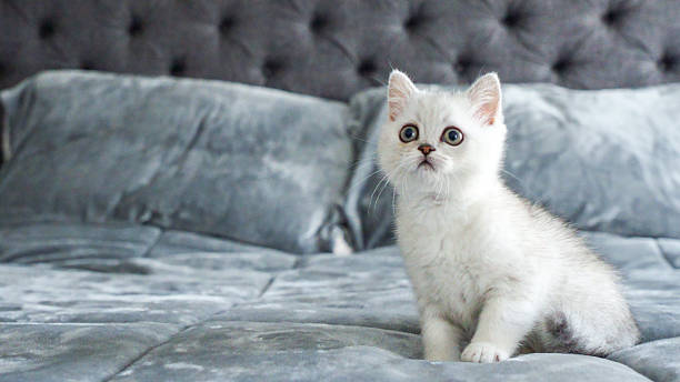 istock Fluffy white Scottish kitten is playing on bed, front view, space for text. Cute young British shorthair white cat with brown eyes. 2223295464
