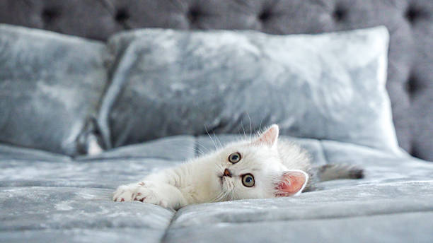 istock Fluffy white Scottish kitten is laying on bed, front view, space for text. Cute young British shorthair white cat with brown eyes. 2223295466