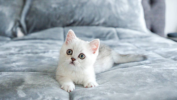 istock Fluffy white Scottish kitten is laying on bed, front view, space for text. Cute young British shorthair white cat with brown eyes. 2223295468