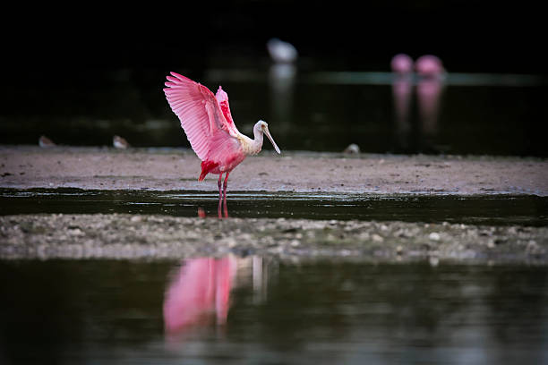 Roseate spoonbill, bright pink bird, standing in the shallow water of a tidal pond with its wings spread, nice lighting, no harsh shadows.  Location is very generic but photo was taken at the J.N. \