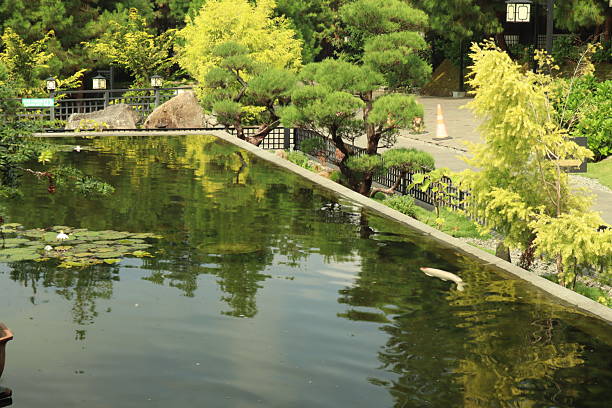 istock photo of fish pond 2223295693