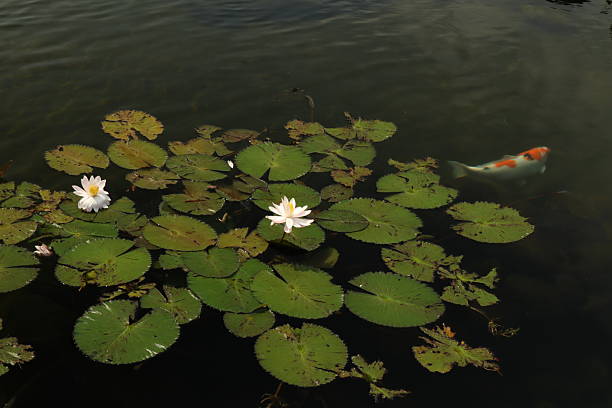 istock lotus plant in water 2223295700
