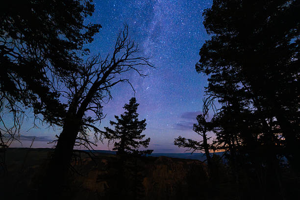 istock Silhouetted Trees Astrophotography Landscape 2223296662