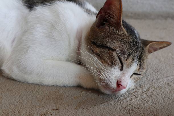 istock Serene Slumber: A Close-Up of a Sleeping Cat 2223297631