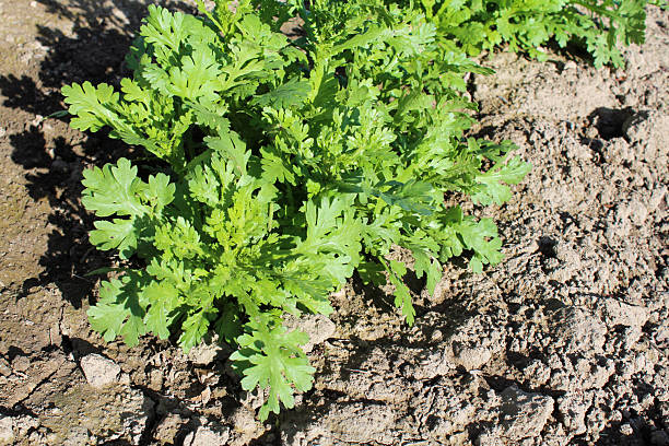 istock Garland chrysanthemum in vegetable garden 2223298588
