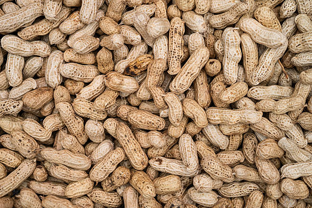 istock Freshly harvested and sun-dried peanuts 2223301325