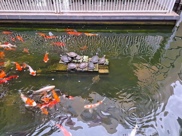 Colorful Fish Swimming Gracefully In A Tranquil Pond Surrounded By Lush Greenery