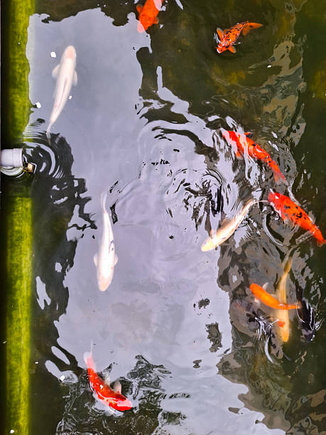 istock Colorful Fish Swimming Gracefully In A Tranquil Pond 2223305374