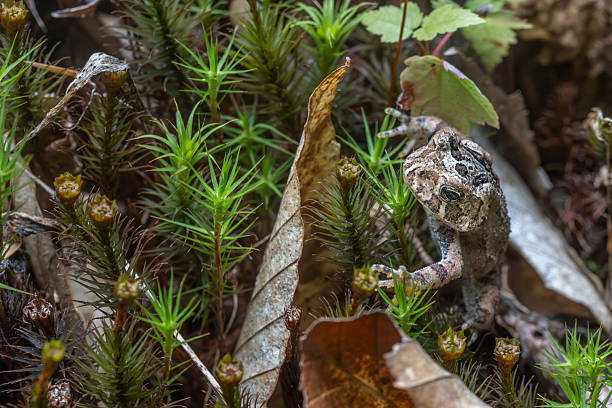 An American toad in its natural environment in the Laurentian forest of Quebec.