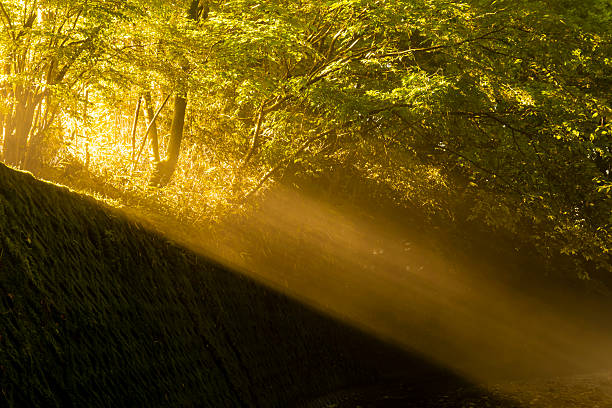 Morning Reverie: Railroad Tracks Winding Through the Awakening Forest