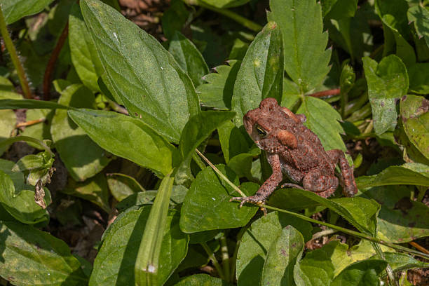 An American toad in its natural environment in the Laurentian forest of Quebec.