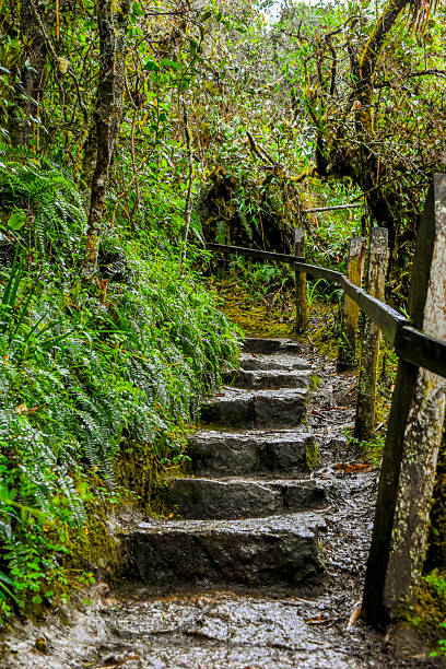 Stone Steps in Guatavita Jungle