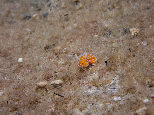 istock Cadlinella ornatissima 2223308664
