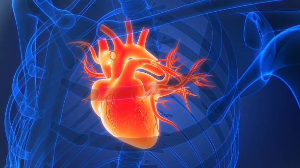 istock Human Circulatory System Heart Anatomy 2223309271