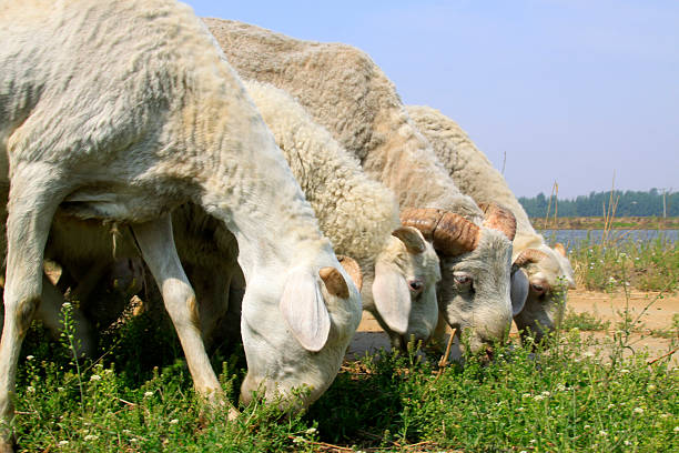 Sheep in Pen Enclosure at Animal Farm Close up
