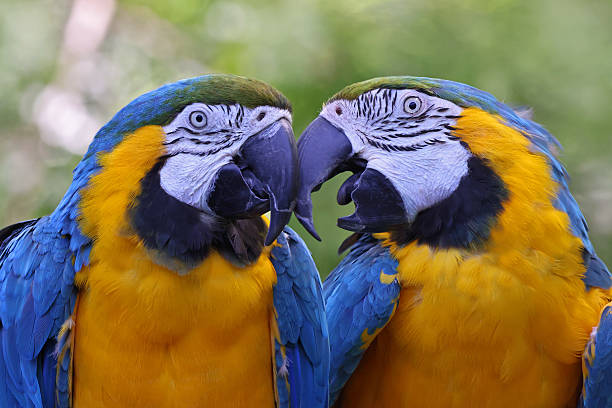 istock Blue and Yellow Macaws portrait on a green background 2223313066