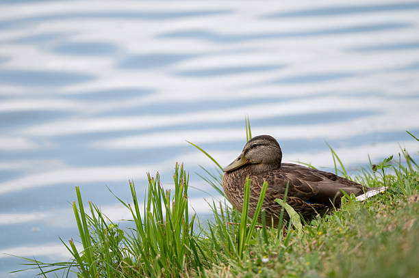 A cluster of brown ducks rests quietly on a grassy riverbank, with soft feathers scattered around them. The background fades into a pale sky or water surface, emphasizing the stillness and muted tones of the scene. Their relaxed posture reflects a moment of calm and natural companionship.