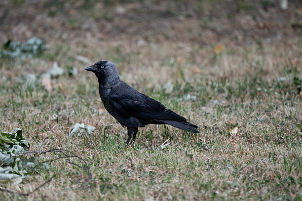 A Eurasian jackdaw with glossy black and gray plumage stands alert on a patch of dry, yellowing grass. The bird's sharp eye and upright posture suggest attentiveness, while fallen leaves and twigs add texture to the natural ground. The image captures a quiet urban-wildlife moment.