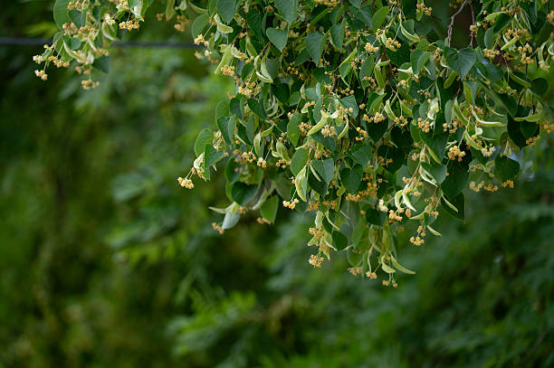 Hanging branches of a linden tree are adorned with clusters of delicate, yellowish flowers and heart-shaped green leaves. The soft, natural lighting highlights the subtle textures and organic shapes, creating a lush and serene botanical scene filled with summer vitality.