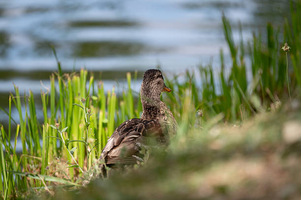 istock Duck resting in tall grass beside rippling water 2223315876