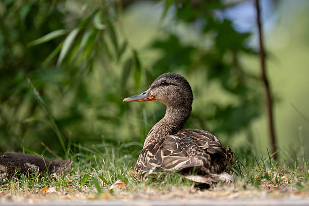 A female duck sits quietly in a patch of sun-drenched grass, partially shaded by surrounding foliage. Her brown plumage blends harmoniously with the natural background, while dappled light highlights her relaxed posture. The image captures a peaceful moment in a serene, green setting.