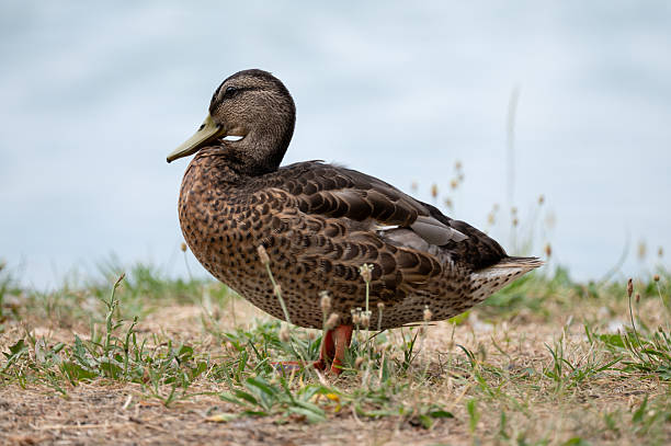 A duck with brown and dark plumage lies calmly on a patch of grass beside a still body of water. The soft background of blue water contrasts with the textured foreground, emphasizing the duck’s relaxed posture and natural setting. The scene conveys a peaceful moment in a quiet lakeside environment.