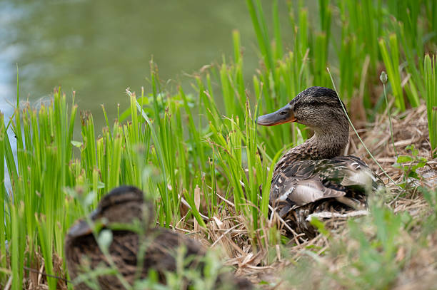Two ducks rest quietly in a patch of dry grass and reeds along the water’s edge, partially concealed by tall green plants. One duck faces the water while the other lies in the foreground, adding depth to the peaceful lakeside composition. The natural setting evokes a sense of calm and quiet retreat.