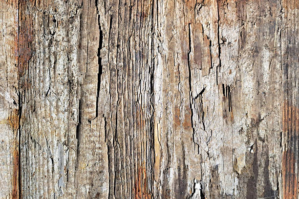 istock Old wooden bark background texture. Natural rustic surface pattern. Closeup of weathered wood in brown color tones. 2223316387