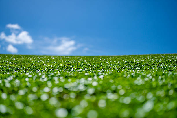 Grass background. Grass field. Summer meadow. Spring hill. Grassy background. Grass texture. Natural green texture. Sunny grass background. Greenery landscape. Pasture background. Grassland view