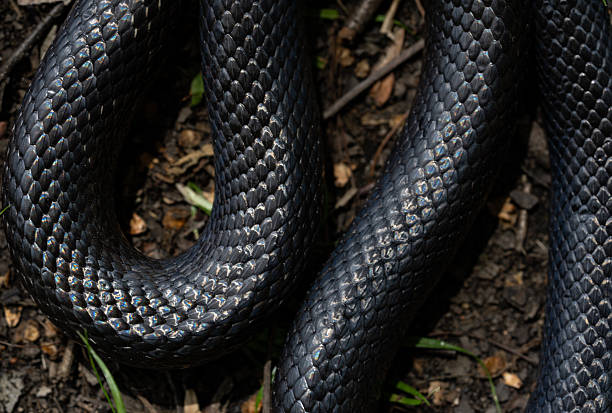 Black snake. Big black surface features scales, creating an exotic and dangerous aesthetic. Perfect for nature, wildlife, or design backgrounds. Forest Cobra. Black Cobra