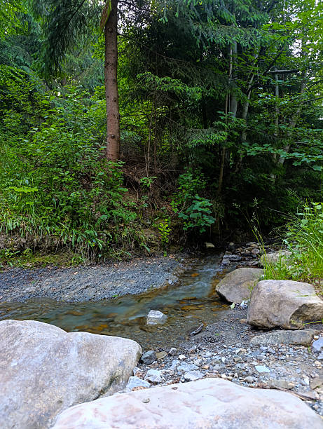 istock A small stream running through a lush green forest 2223318077