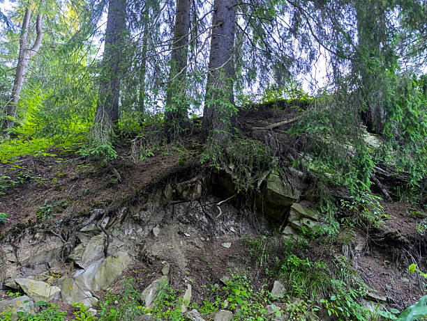 A large rock formation in the middle of a forest.