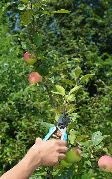 istock Summer pruning. Summer pruning of apple trees, typically done in late summer 2223318840