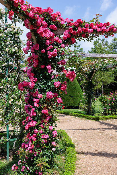 istock Beautiful pink rose flowers blooming on a pergola. 2223320015