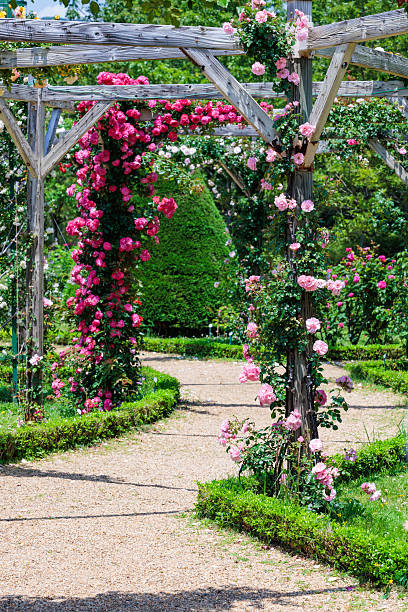 istock Beautiful pink rose flowers blooming on a pergola. 2223320047