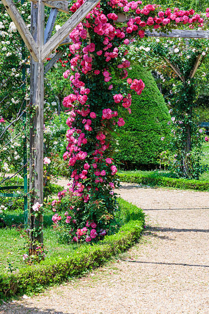 istock Beautiful pink rose flowers blooming on a pergola. 2223320058