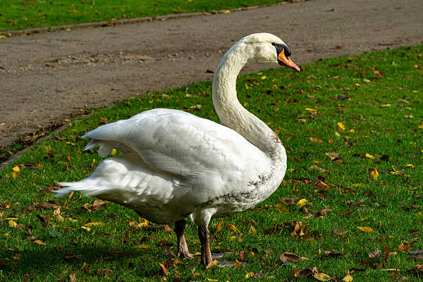 istock White mute swan on grass field 2223320085