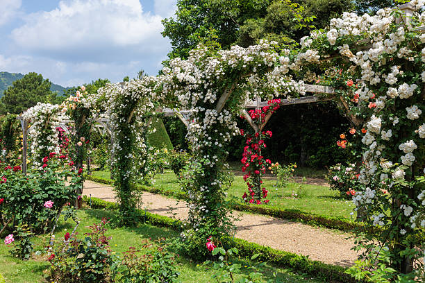 istock Beautiful white rose flowers blooming on a pergola. 2223320321