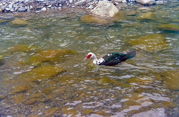 A vibrant muscovy duck glides gracefully through a clear, shallow river, surrounded by visible rocks and a tranquil natural habitat.