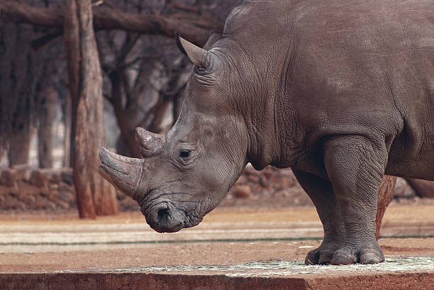 istock White Rhino Bull Grazing in African Wilderness 2223325528