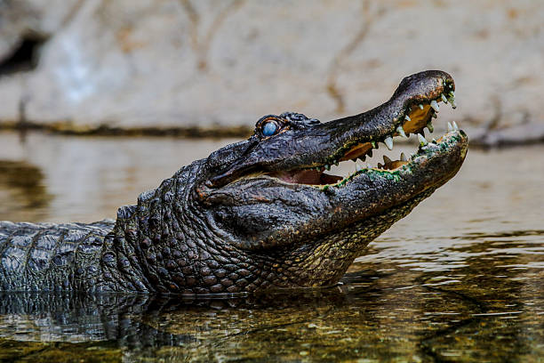 istock Yacare caiman or black caiman 2223327242