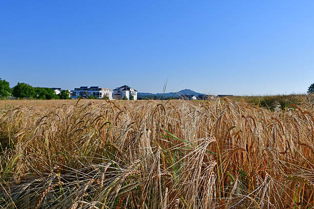 istock barley, field with growing plants in summer in Germany 2223327374