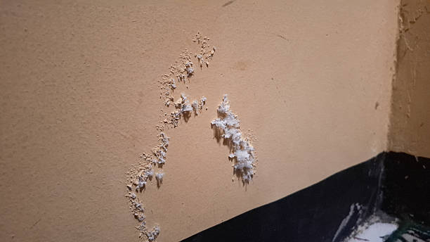 istock indicative of mold or mildew growth 2223327675