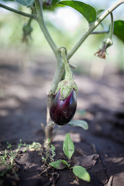 istock A purple eggplant is hanging from a plant 2223328482