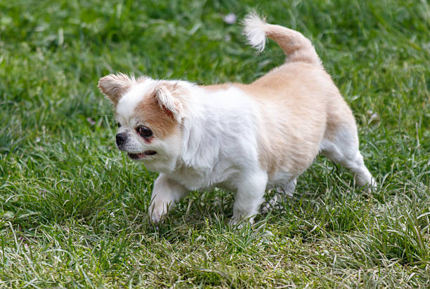 istock A small dog is walking on a grassy field 2223328693