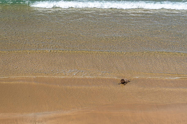 Small dog enjoying the shallow tide on a sunny beach with clear water and gentle waves
